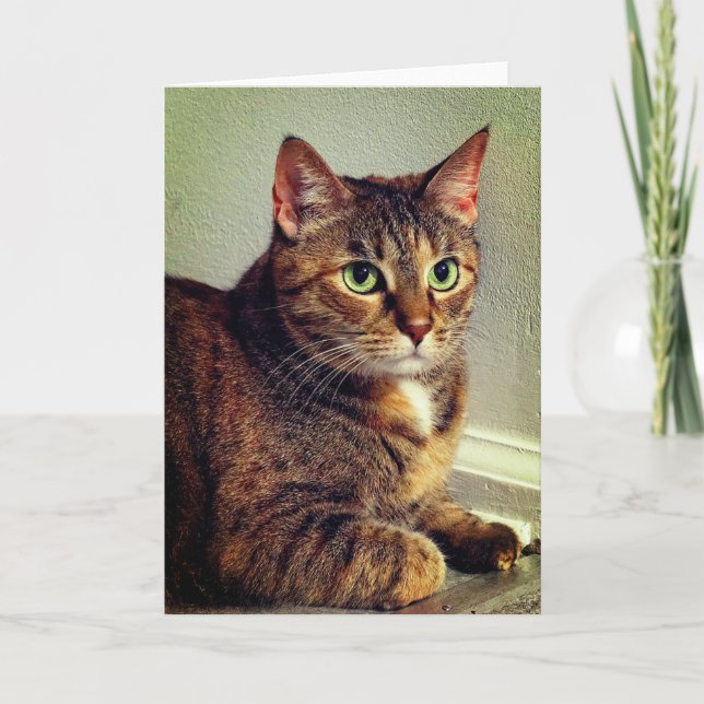 Carte de voeux Tabby Chat Brown (Devant)