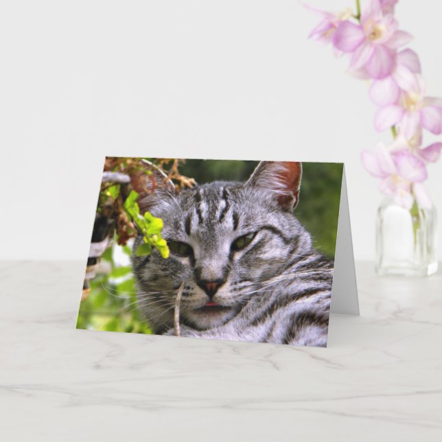Carte de voeux "Tête de chat Tabby Argent" avec en (Orchidée)