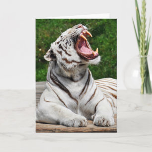 Carte de vœux Tigre Blanc, Tigre du Bengale
