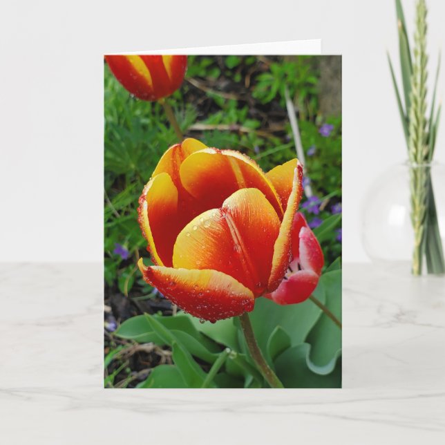 Carte de voeux Tulip (Devant)
