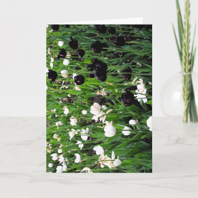 Carte de vœux tulipe noir et blanc (Devant)