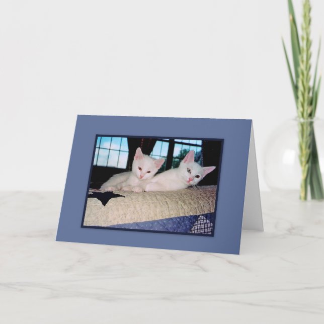 Carte de voeux Turc Angora Kittens (Devant)