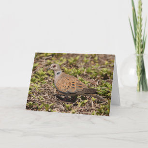 Carte de voeux Turtle Dove