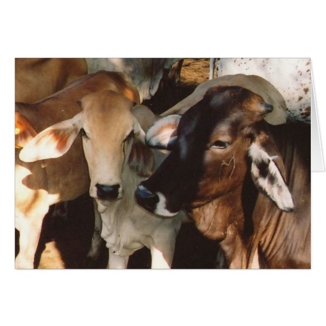 Carte de voeux Vaches blanches et Brown (Devant Horizontal)
