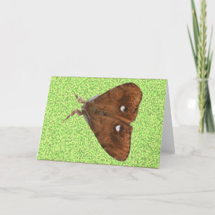 Carte de voeux Vapourer Moth