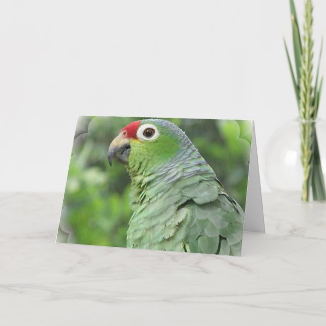 Carte de voeux verte de perroquet (Devant)
