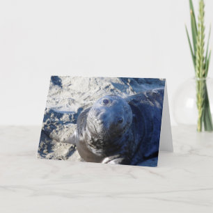 Carte de voeux vierge avec chiot de phoque
