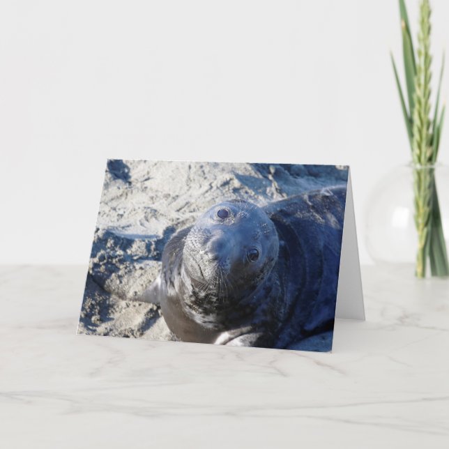 Carte de voeux vierge avec chiot de phoque (Devant)