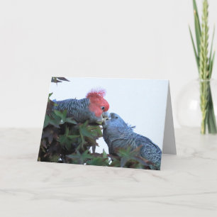 Carte de voeux vierge avec Cockatoos "Kissing"