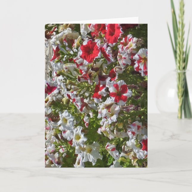 Carte de vœux vierge avec fleurs rouges et blanche (Devant)