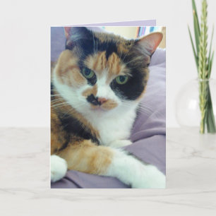 Carte de vœux vierge Chat Calico