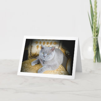 Carte de voeux vierge : Chat gris grincheux !