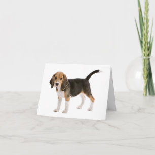 Carte de vœux vierge Chien Beagle chiot