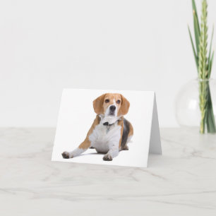 Carte de vœux vierge Chien Beagle chiot