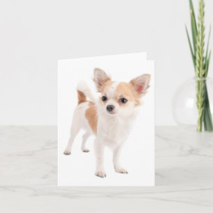 Carte de vœux vierge Chien Chihuahua chiot