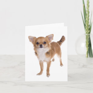 Carte de vœux vierge Chien Chihuahua chiot