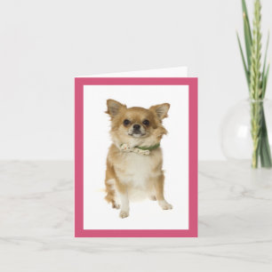 Carte de vœux vierge Chien Chihuahua chiot