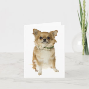 Carte de vœux vierge Chien Chihuahua chiot