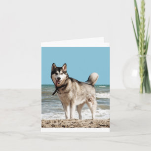 Carte de vœux vierge Chien chiot Husky sibérien