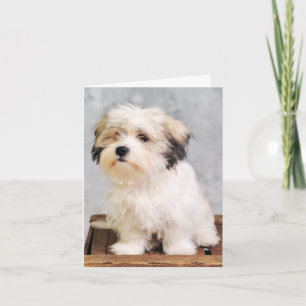 Carte de vœux vierge Chien chiot maltais