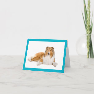 Carte de vœux vierge Chien Colley Brun et blanc