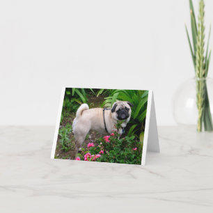 Carte de vœux vierge Chien Pug chiot