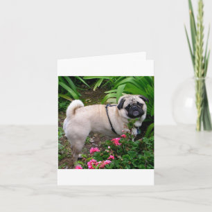 Carte de vœux vierge Chien Pug chiot