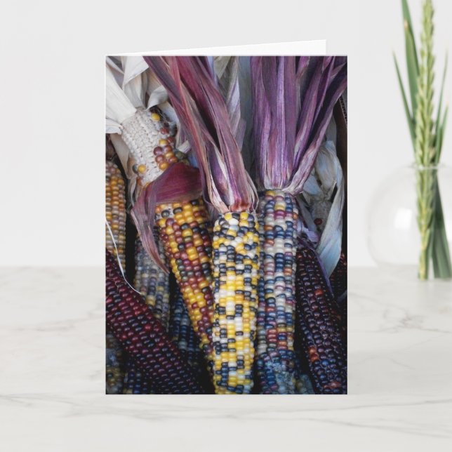 Carte de voeux vierge 'Corn indien' (Devant)