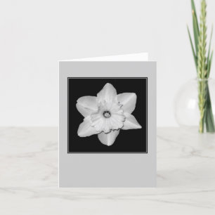 Carte de vœux vierge Daffodil en gros plan (N&B)