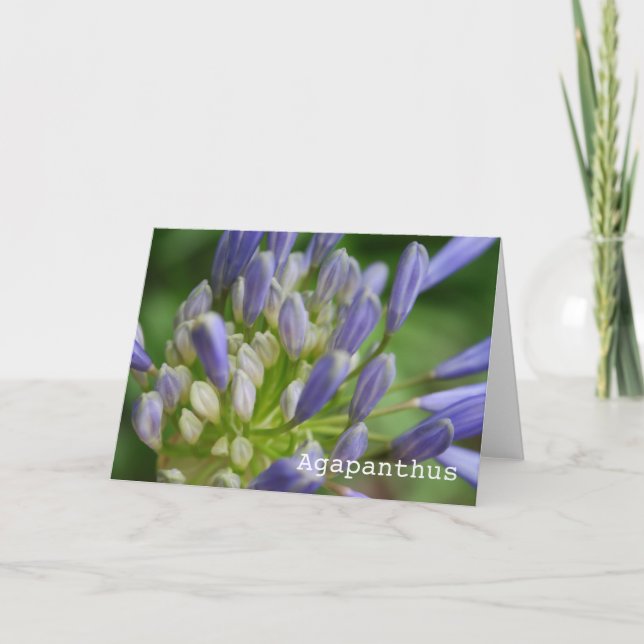 Carte de voeux vierge d'Agapanthus (Devant)