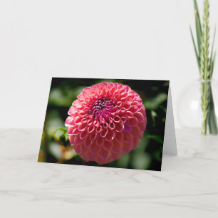 Carte de vœux vierge Dahlia à boule rose