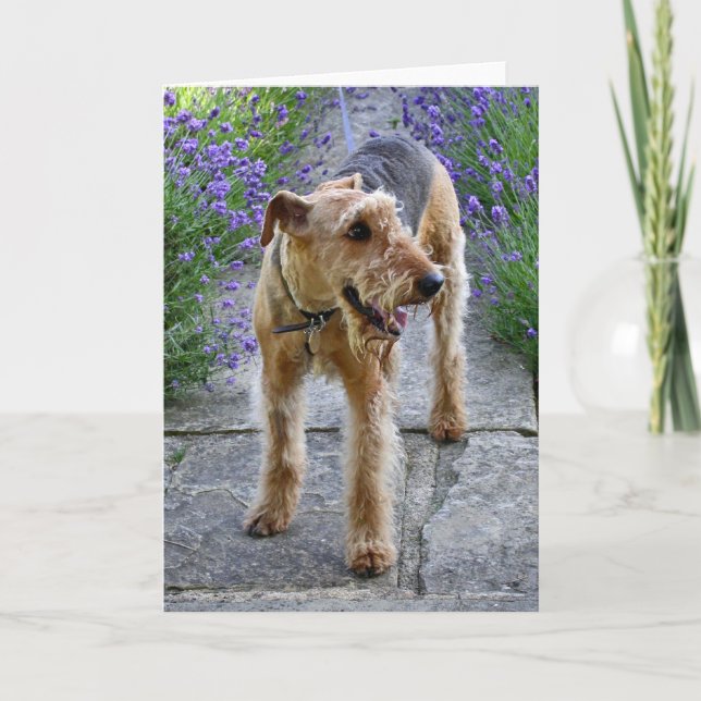 Carte de voeux vierge d'Airedale Terrier (Devant)