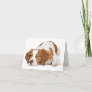 Carte de vœux vierge de chiot Brittany Spaniel