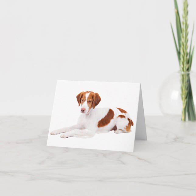 Carte de vœux vierge de chiot Brittany Spaniel (Devant)