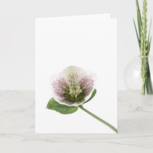 Carte de voeux vierge de Hellebore (Devant)