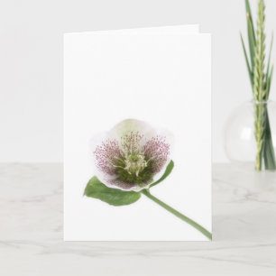 Carte de voeux vierge de Hellebore