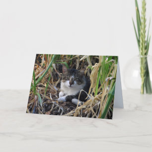 Carte de voeux vierge de Kitty de garçon timide