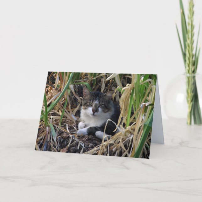 Carte de voeux vierge de Kitty de garçon timide (Devant)