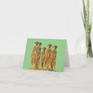Carte de vœux vierge de suricate