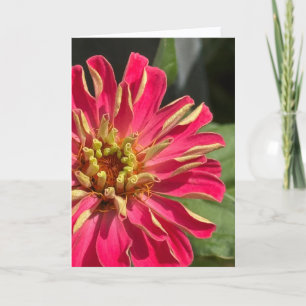 Carte de vœux vierge exubérante Zinnia