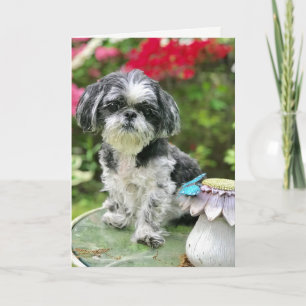 Carte de vœux vierge fille Shih Tzu