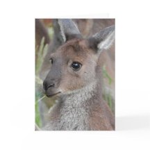 Carte de voeux vierge - Kangaroo Joey