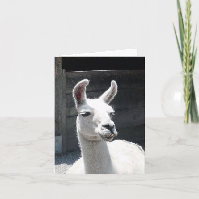 Carte de vœux vierge Llama souriant (Devant)