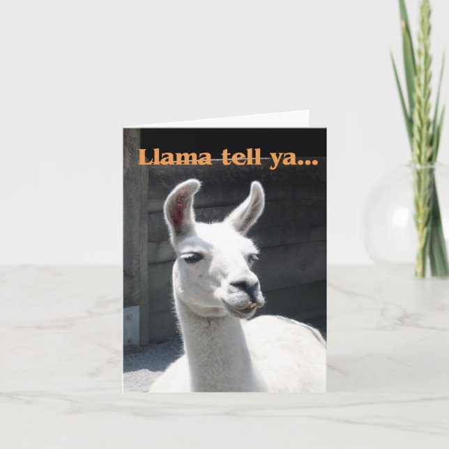 Carte de vœux vierge "Llama Tell Ya" Llama sourian (Devant)