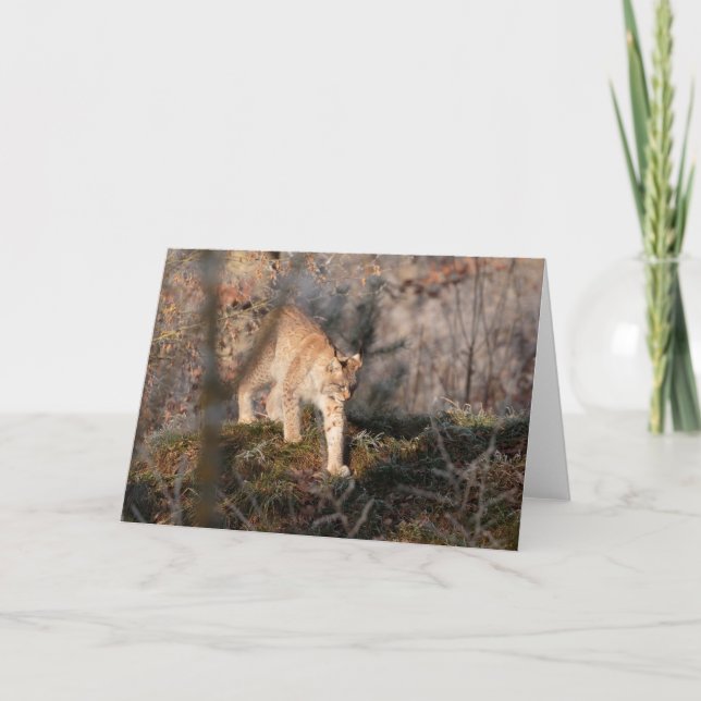Carte de voeux vierge : Lynx de vagabondage (Devant)