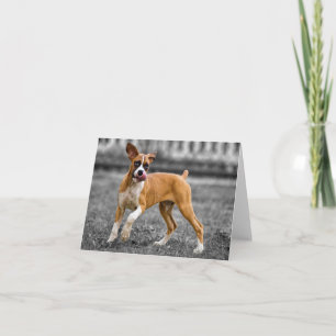 Carte de vœux vierge pour chiot Boxer