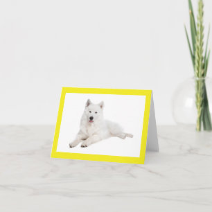 Carte de vœux vierge pour chiot Samoyède blanc