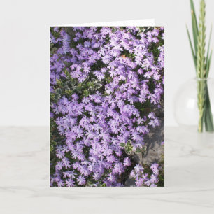 Carte de voeux vierge 'Purple Springtime'