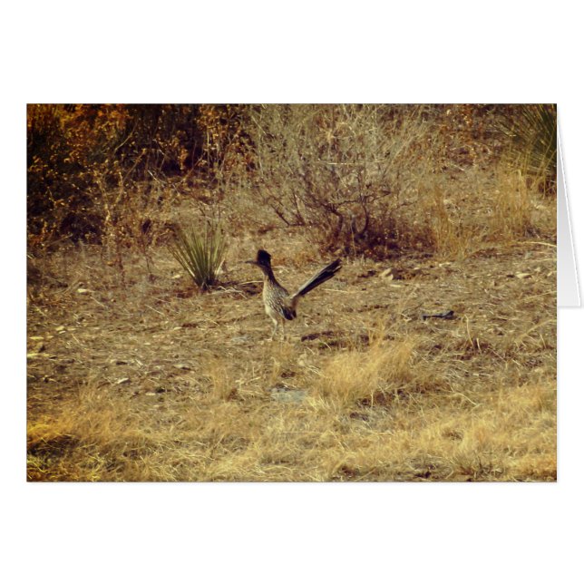 Carte de vœux vierge Roadrunner + Enveloppe blanch (Devant horizontal)