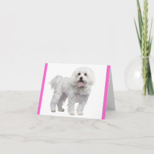 Carte de vœux vierge rose Chien chiot maltais blan